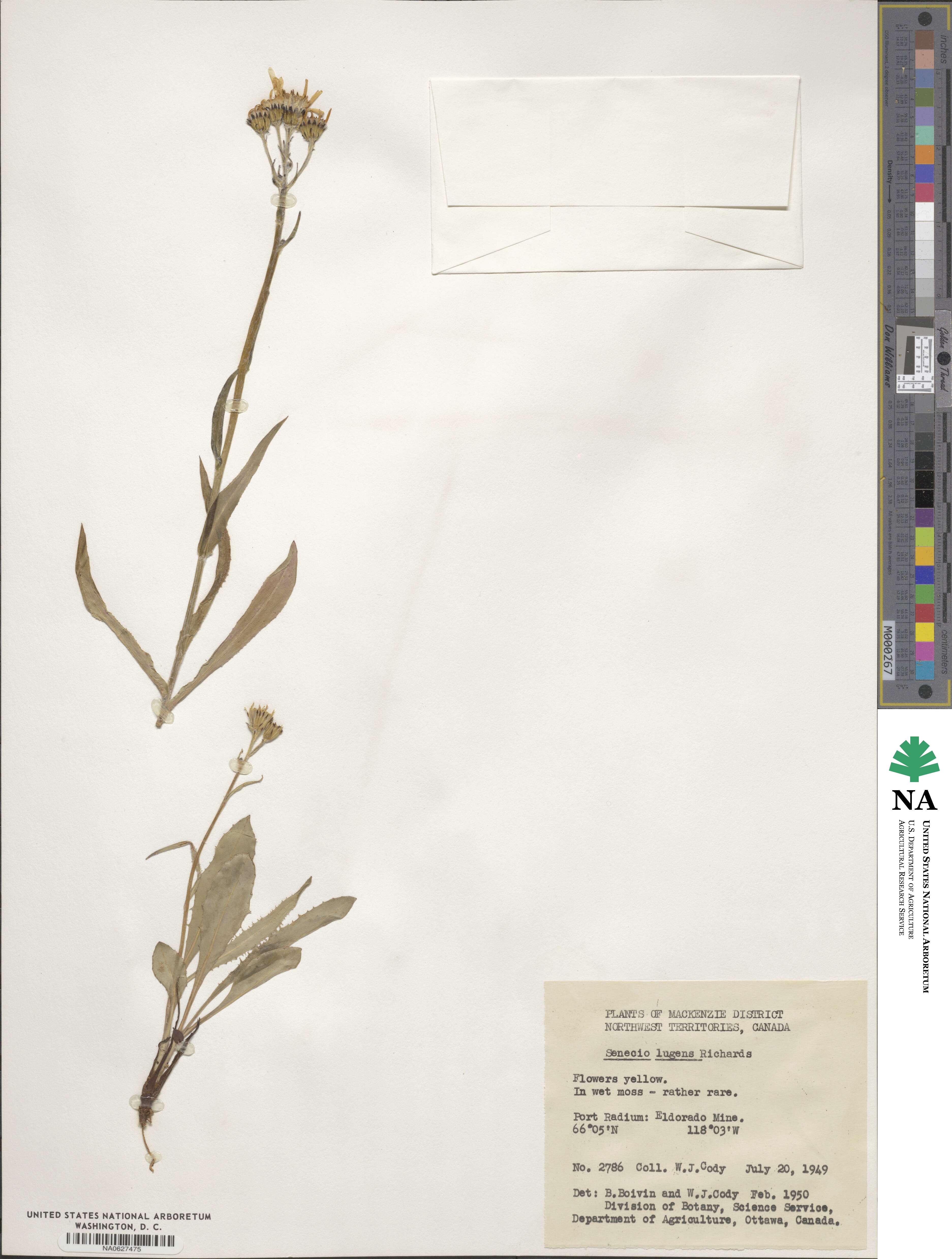 Senecio lugens image