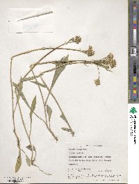 Senecio lugens image