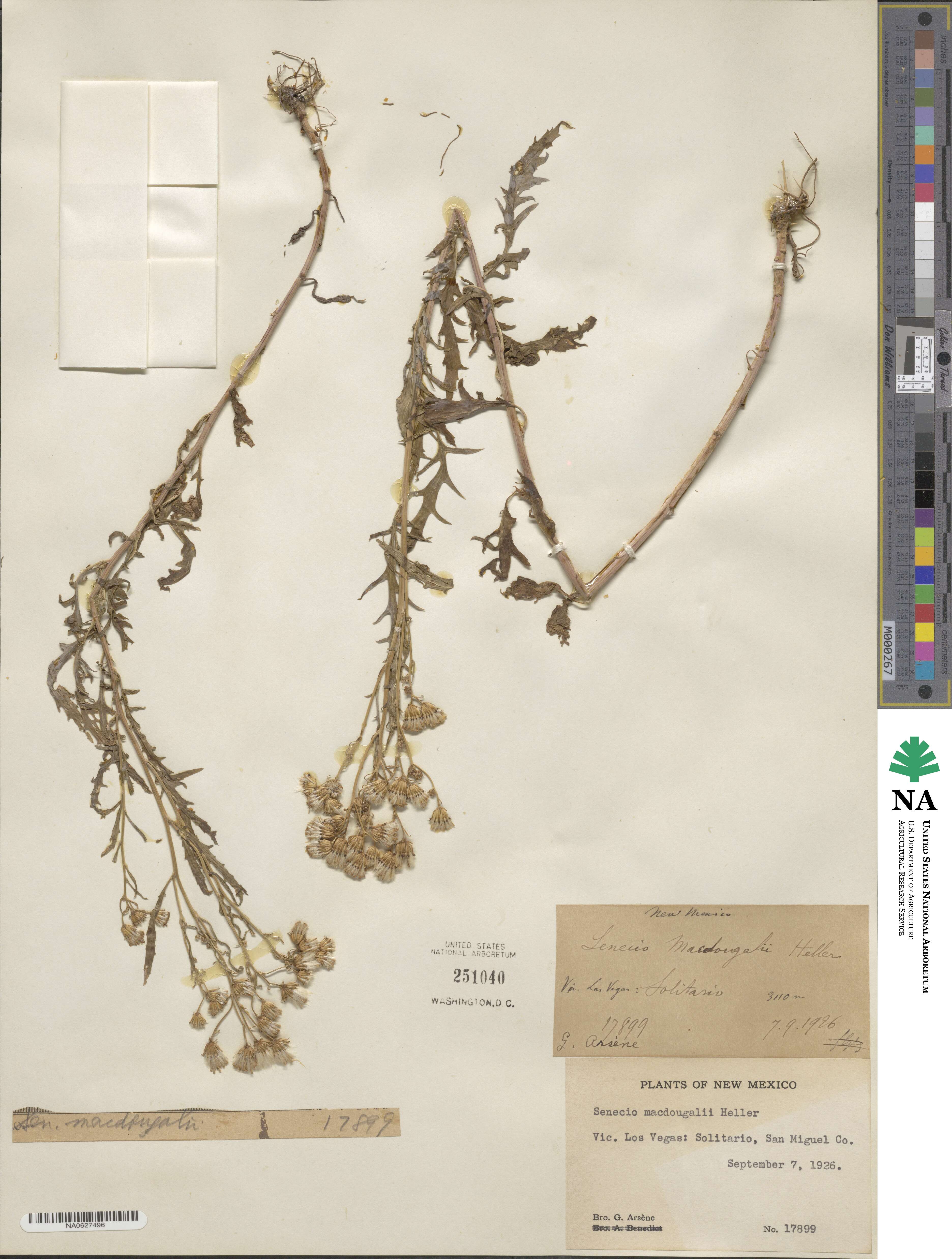 Senecio eremophilus var. macdougalii image