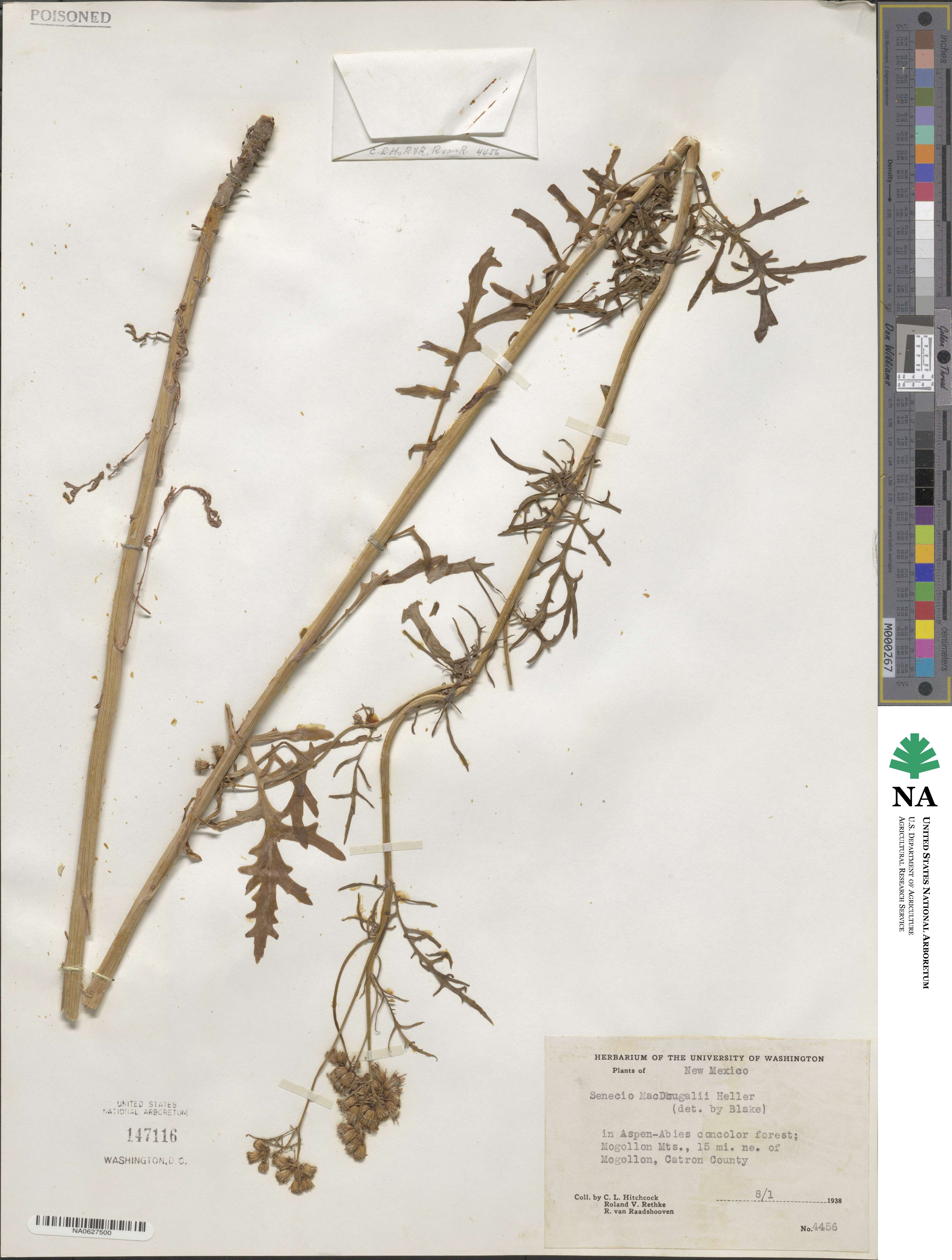 Senecio eremophilus var. macdougalii image
