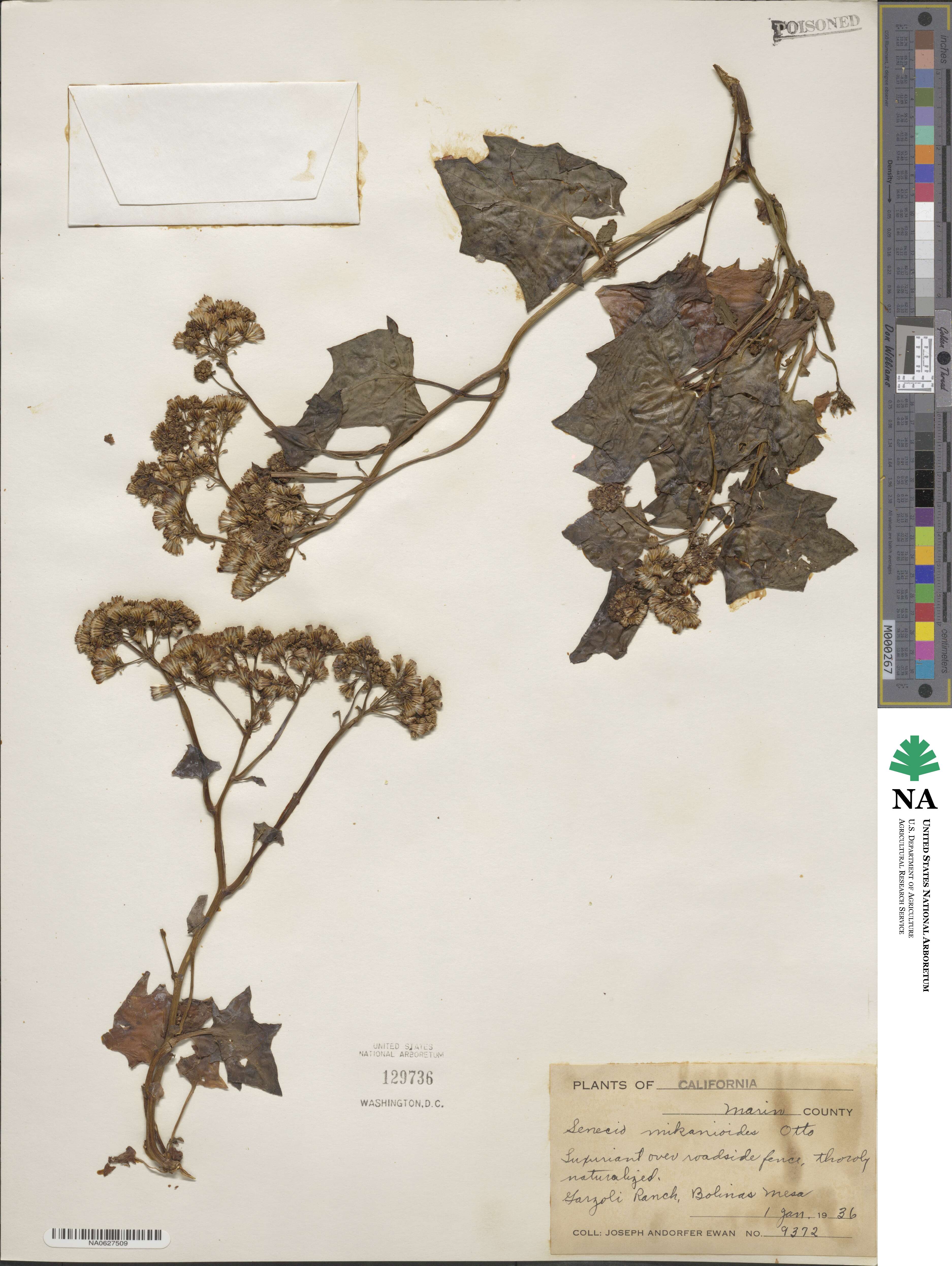 Delairea odorata image