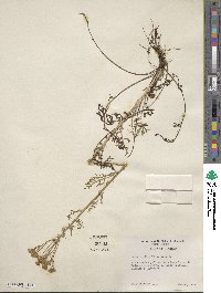 Packera millefolia image