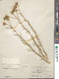 Senecio flaccidus image