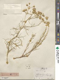 Senecio flaccidus image