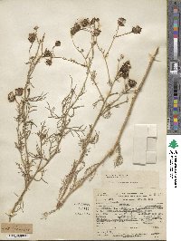 Senecio flaccidus var. monoensis image