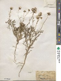 Senecio flaccidus var. monoensis image