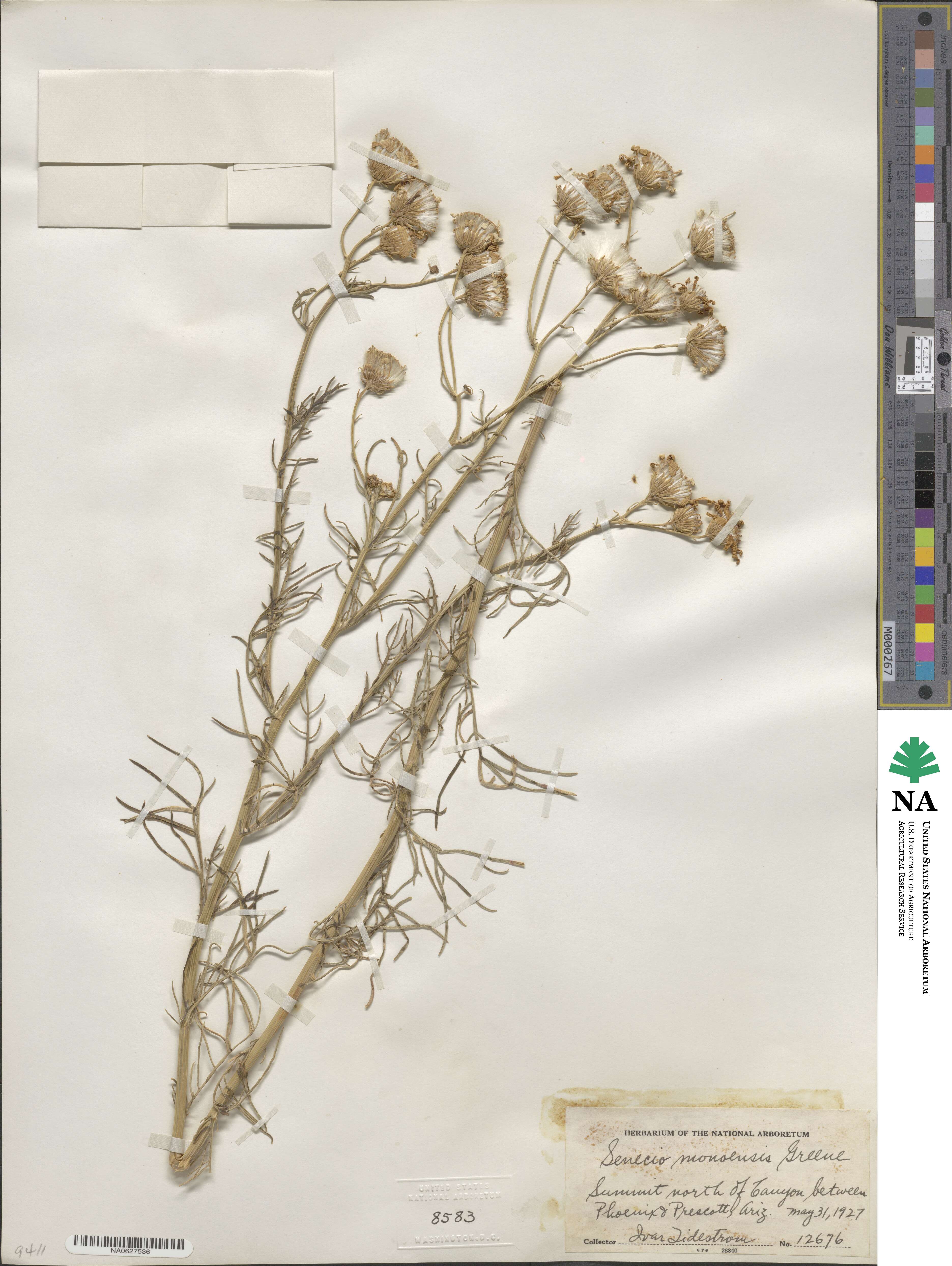 Senecio flaccidus var. monoensis image