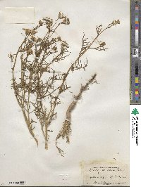 Senecio flaccidus var. monoensis image