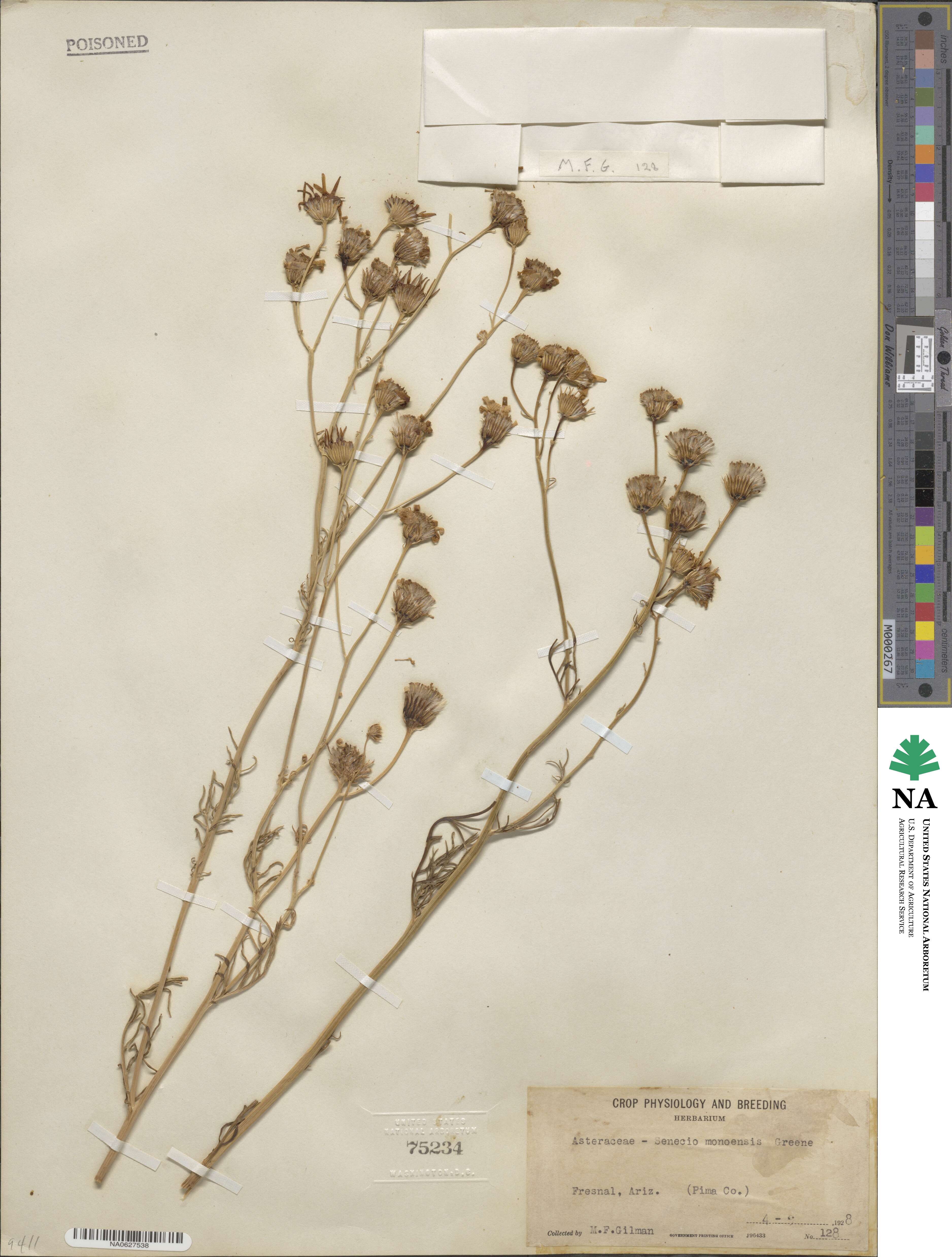 Senecio flaccidus var. monoensis image