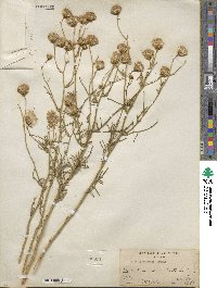 Senecio flaccidus image