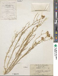 Senecio flaccidus var. monoensis image