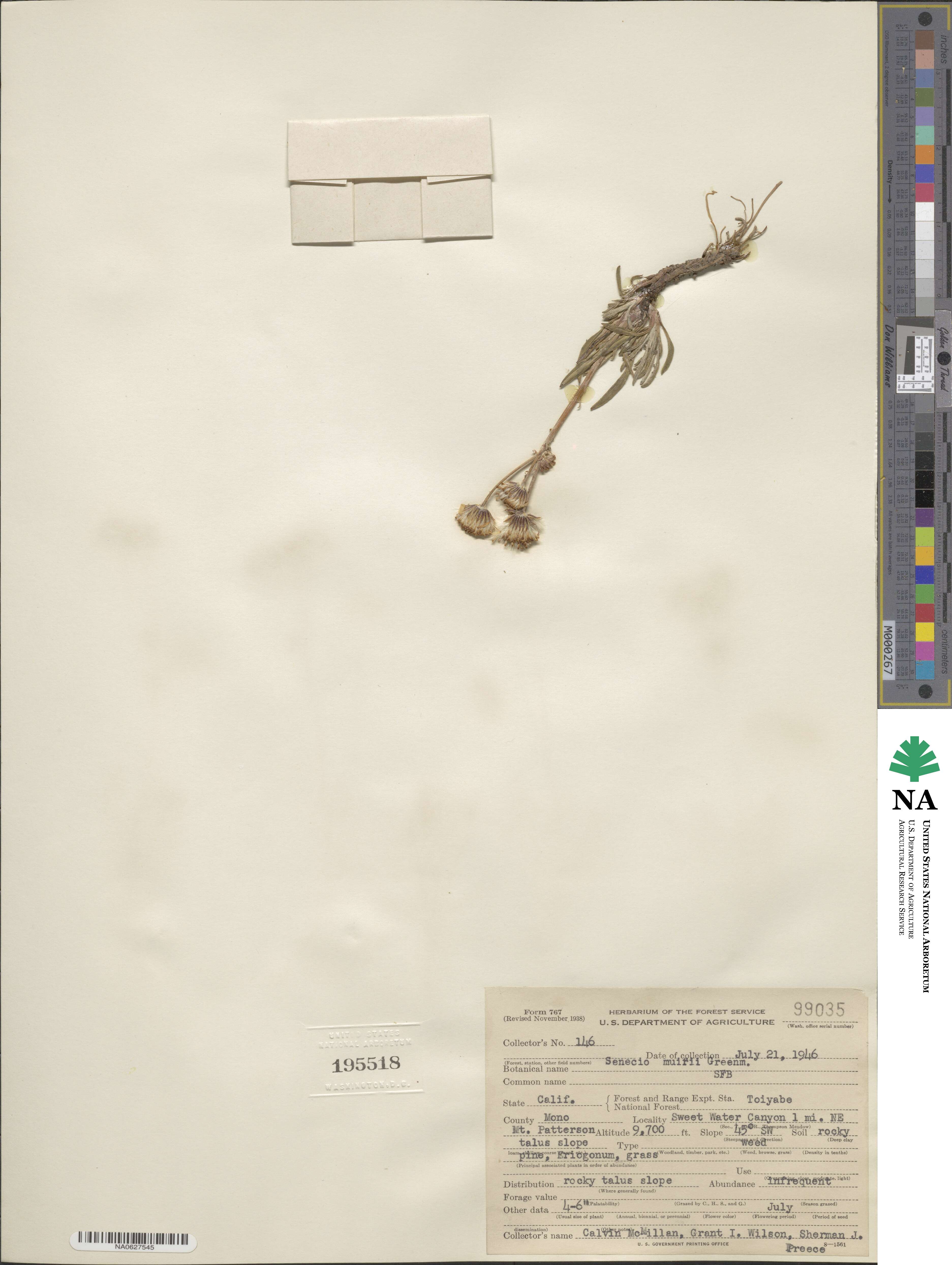 Senecio muirii image