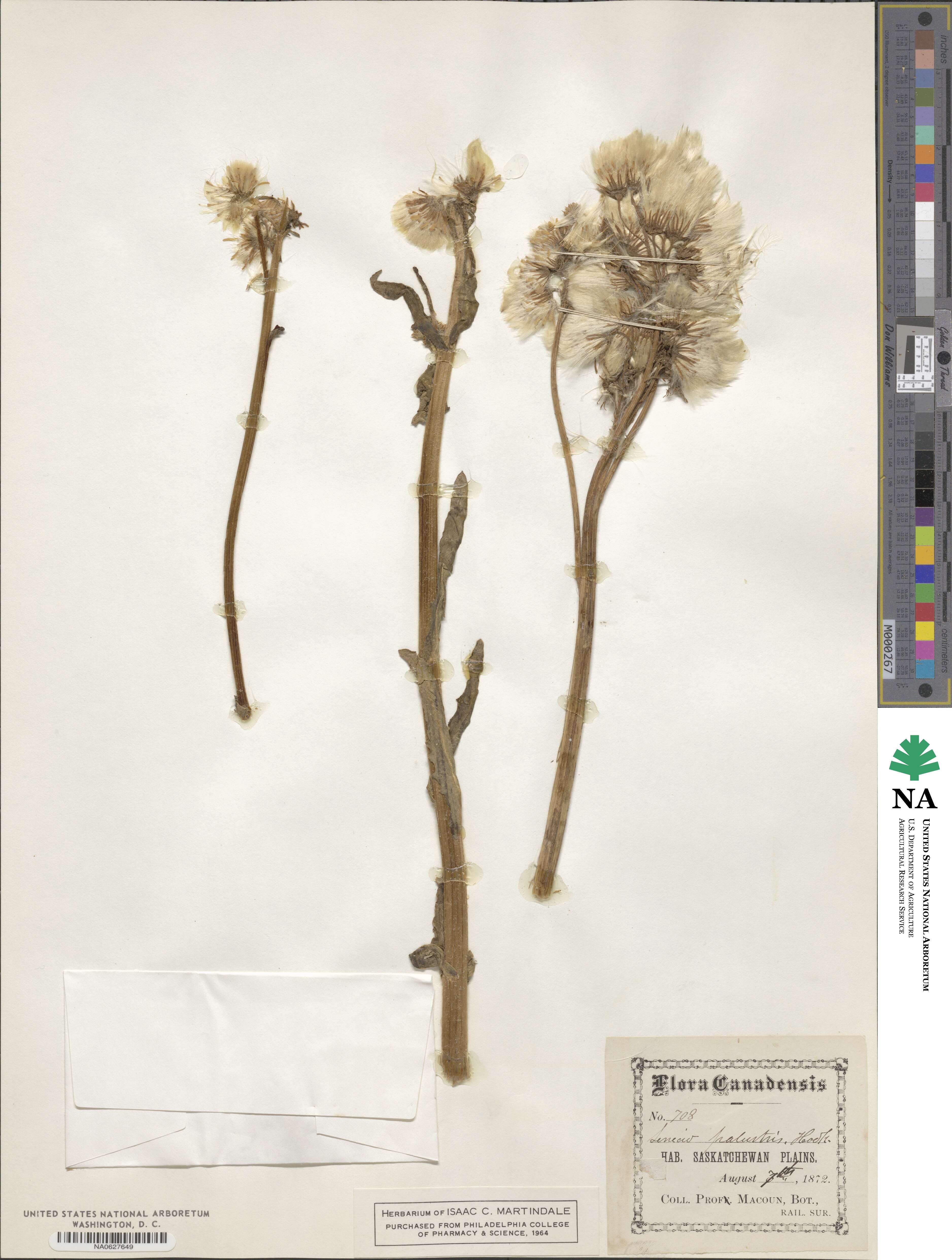 Tephroseris palustris image