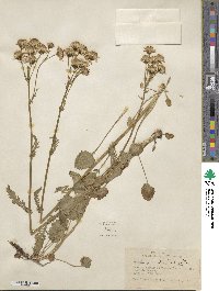 Packera streptanthifolia image