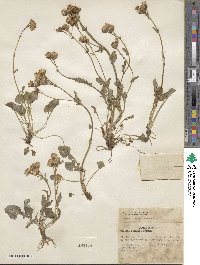 Packera streptanthifolia image