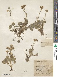 Packera streptanthifolia image