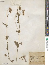 Packera streptanthifolia image