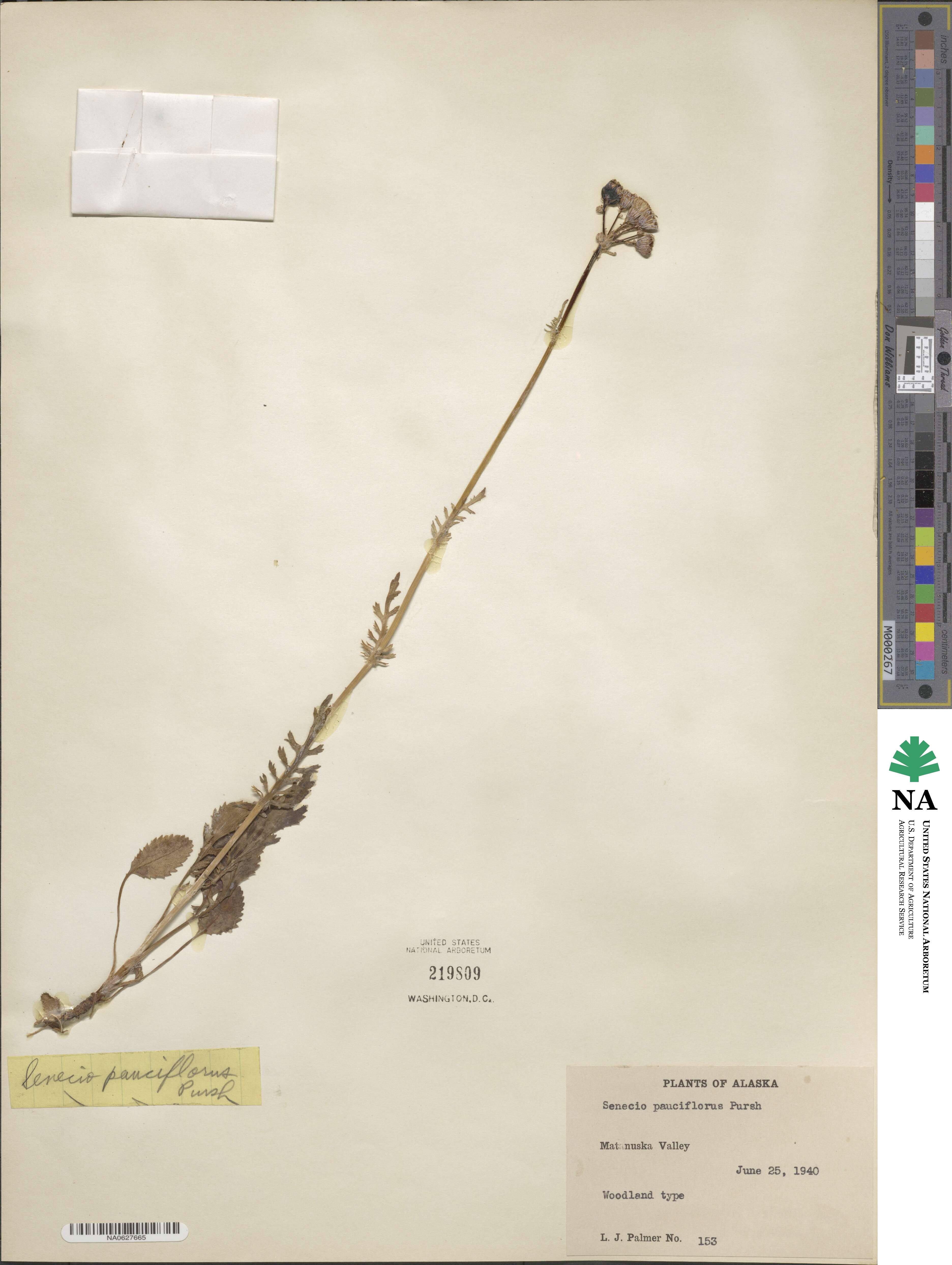 Senecio pauciflorus image