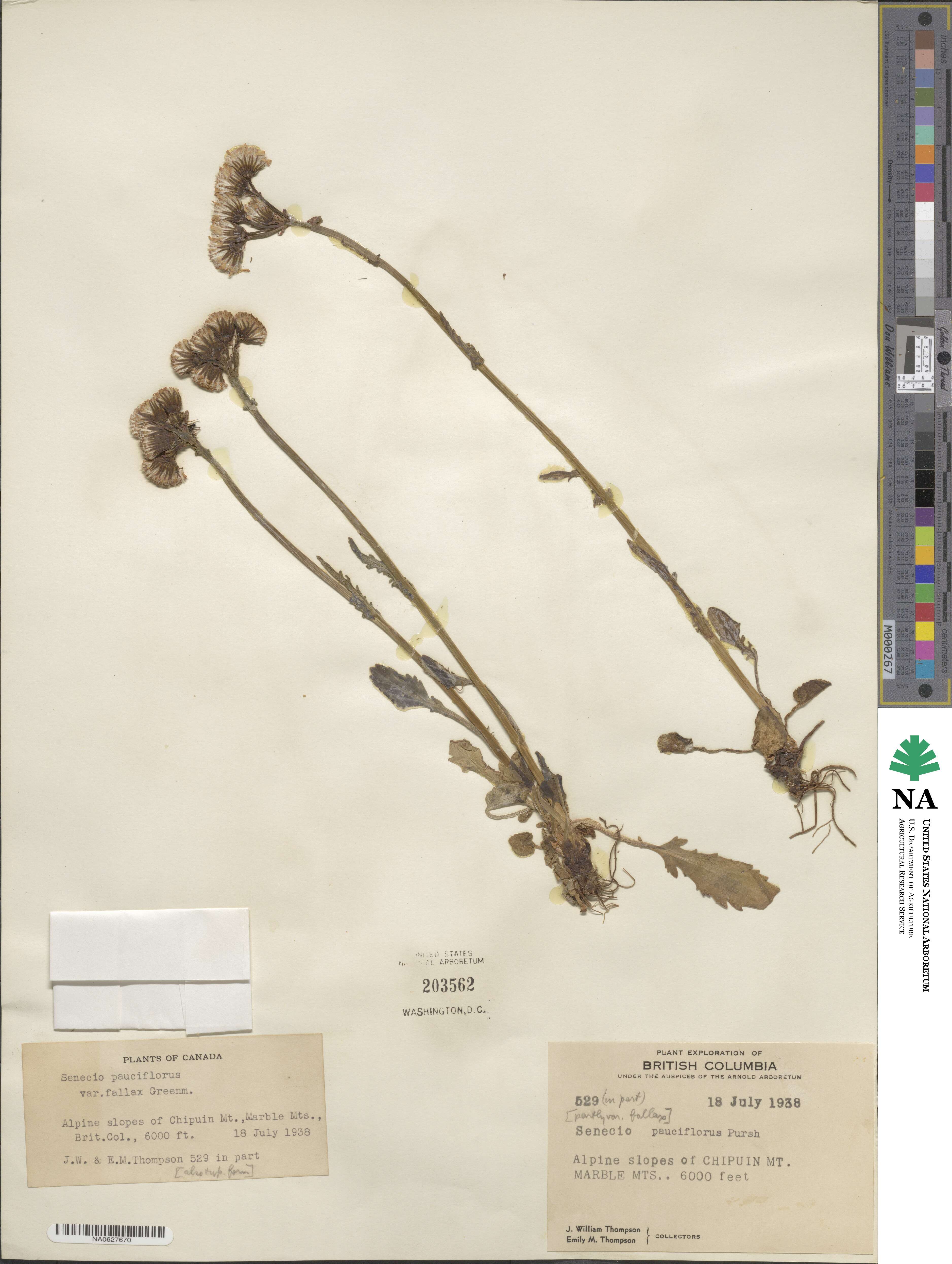 Senecio pauciflorus image