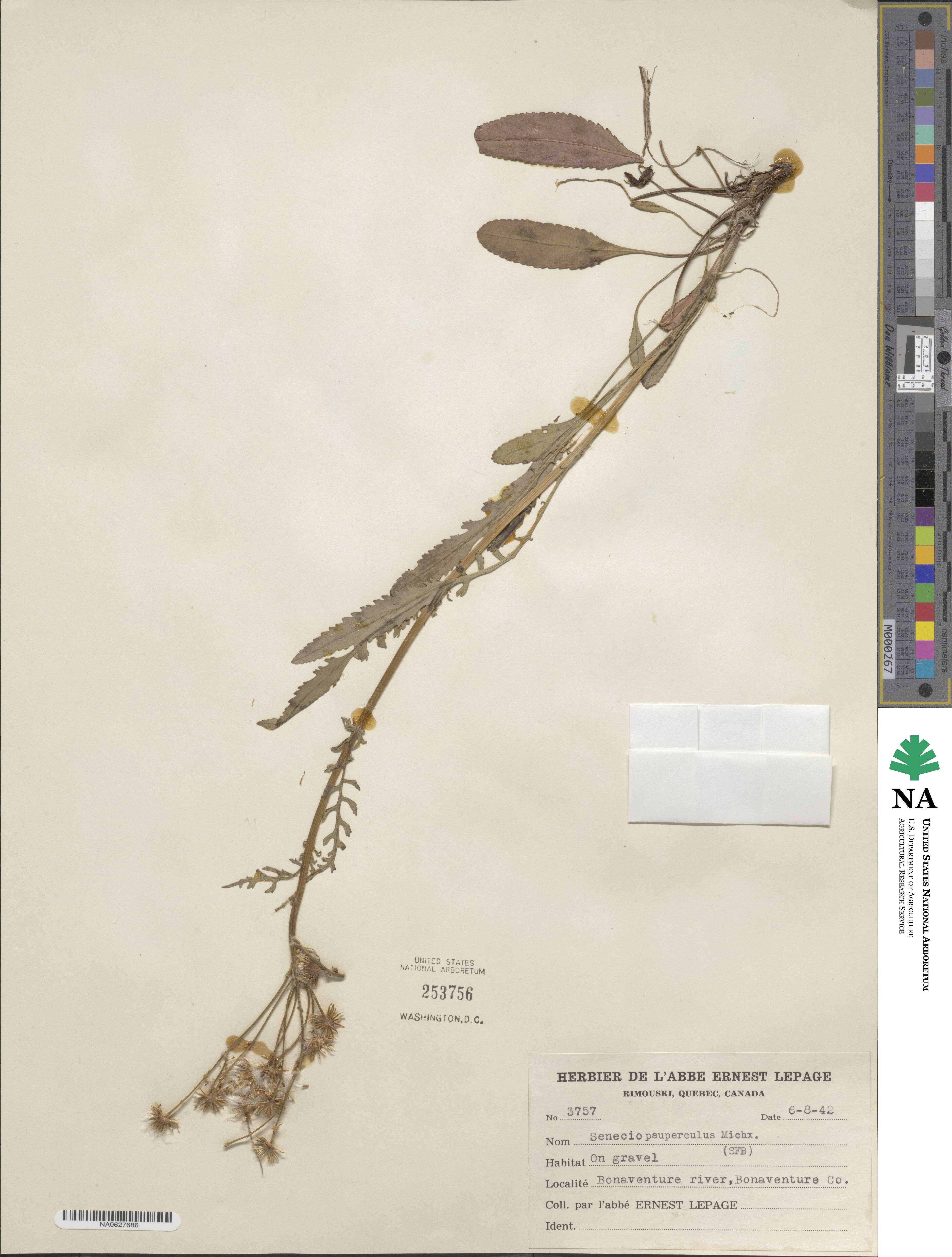 Packera paupercula image