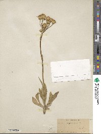 Senecio integerrimus image