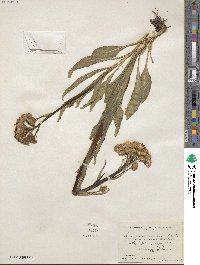 Senecio integerrimus image