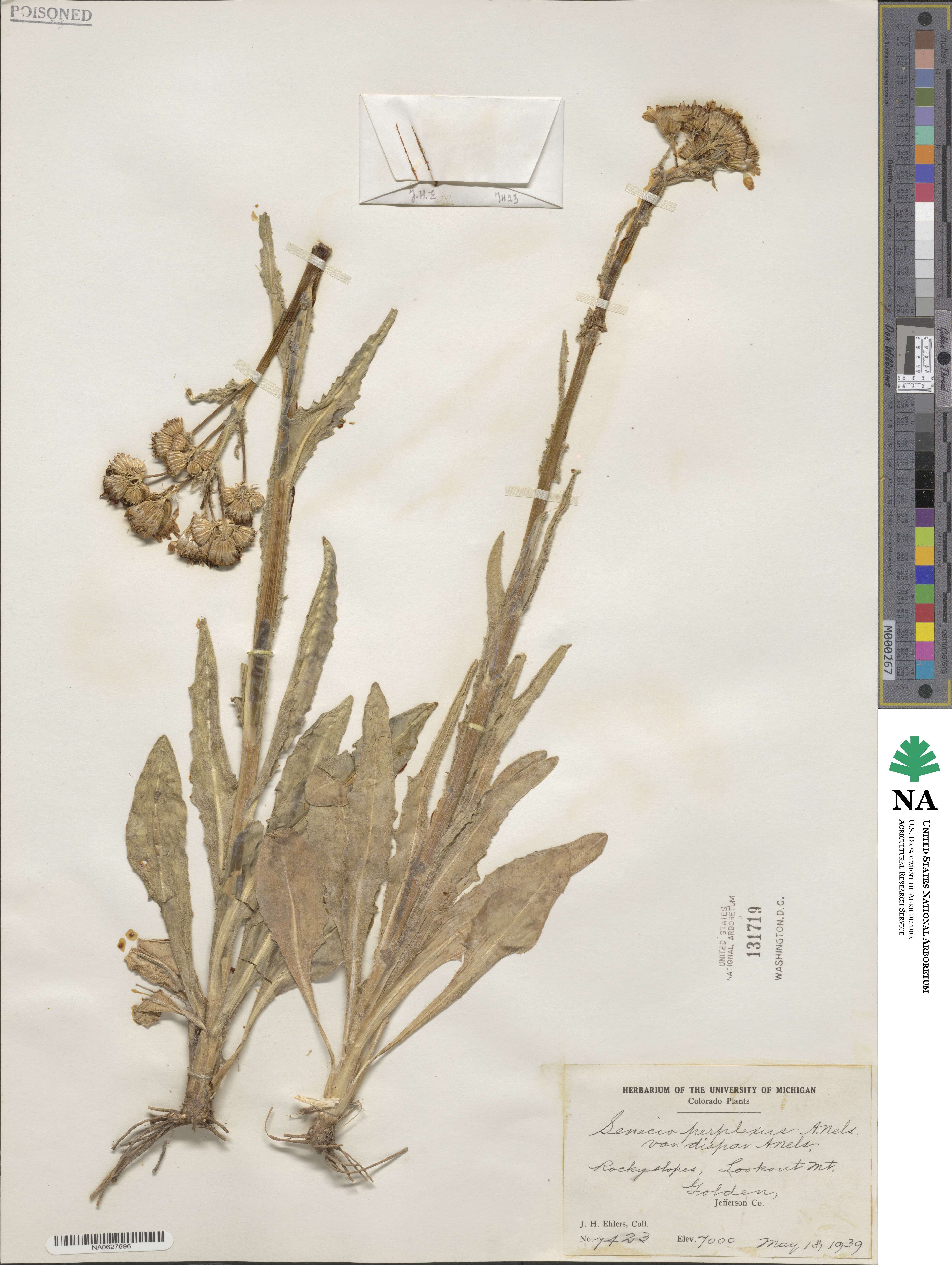 Senecio integerrimus image