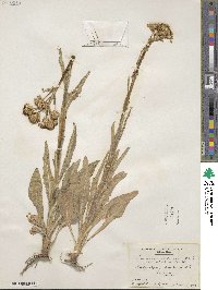 Senecio integerrimus image