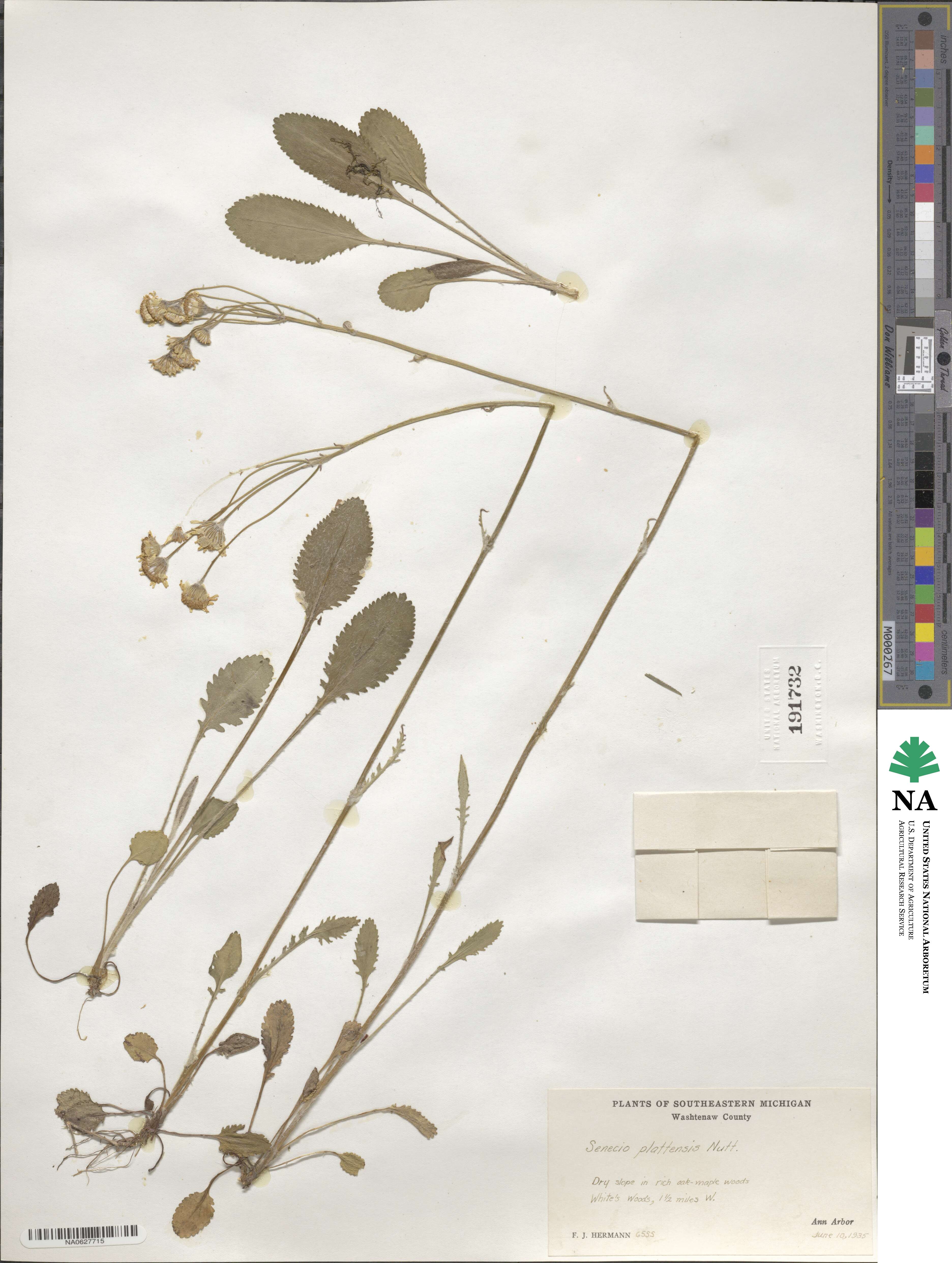 Packera plattensis image