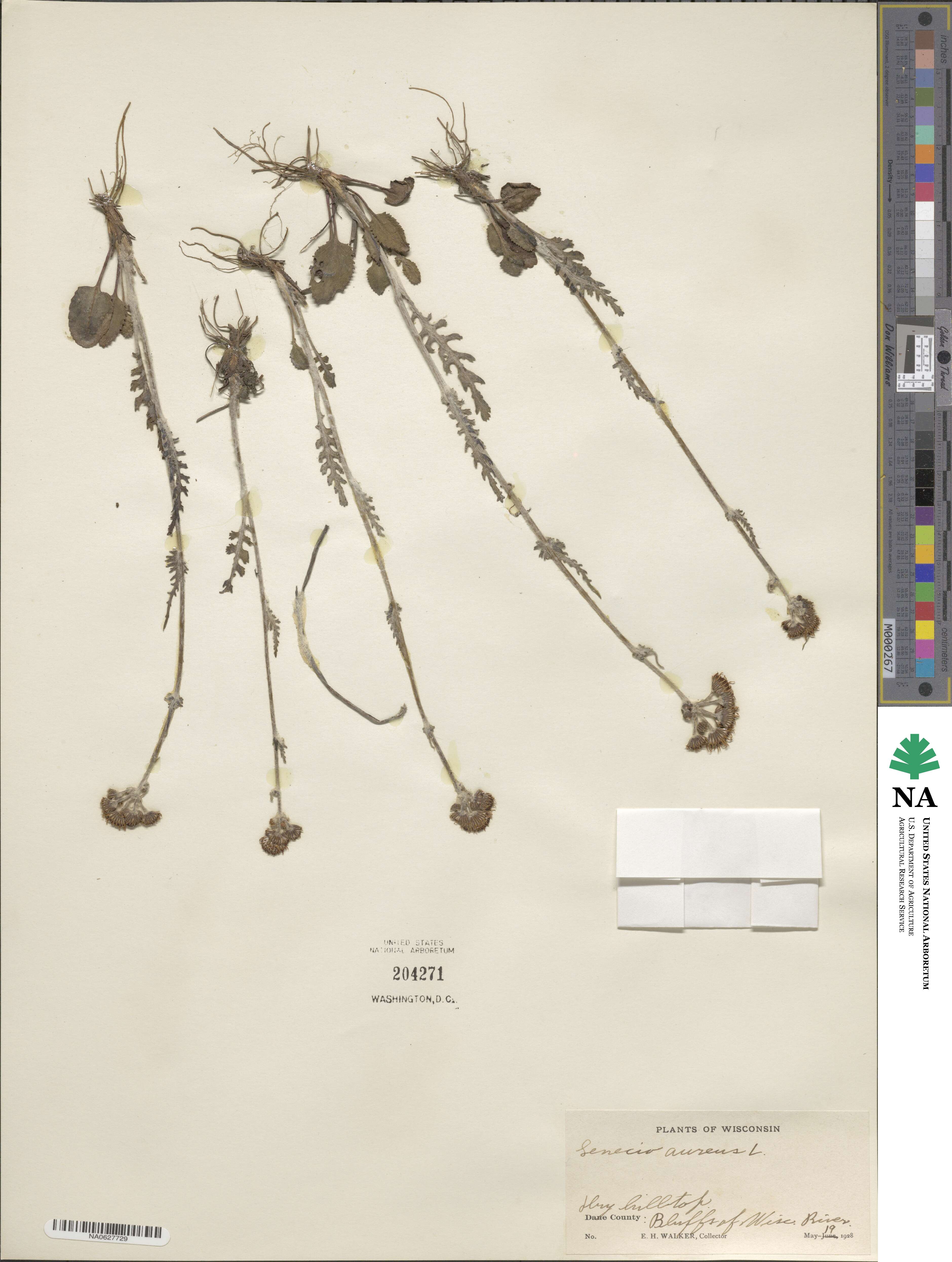 Packera plattensis image