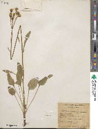 Packera pseudaurea subsp. pseudaurea image