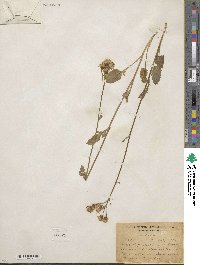 Packera pseudaurea subsp. pseudaurea image