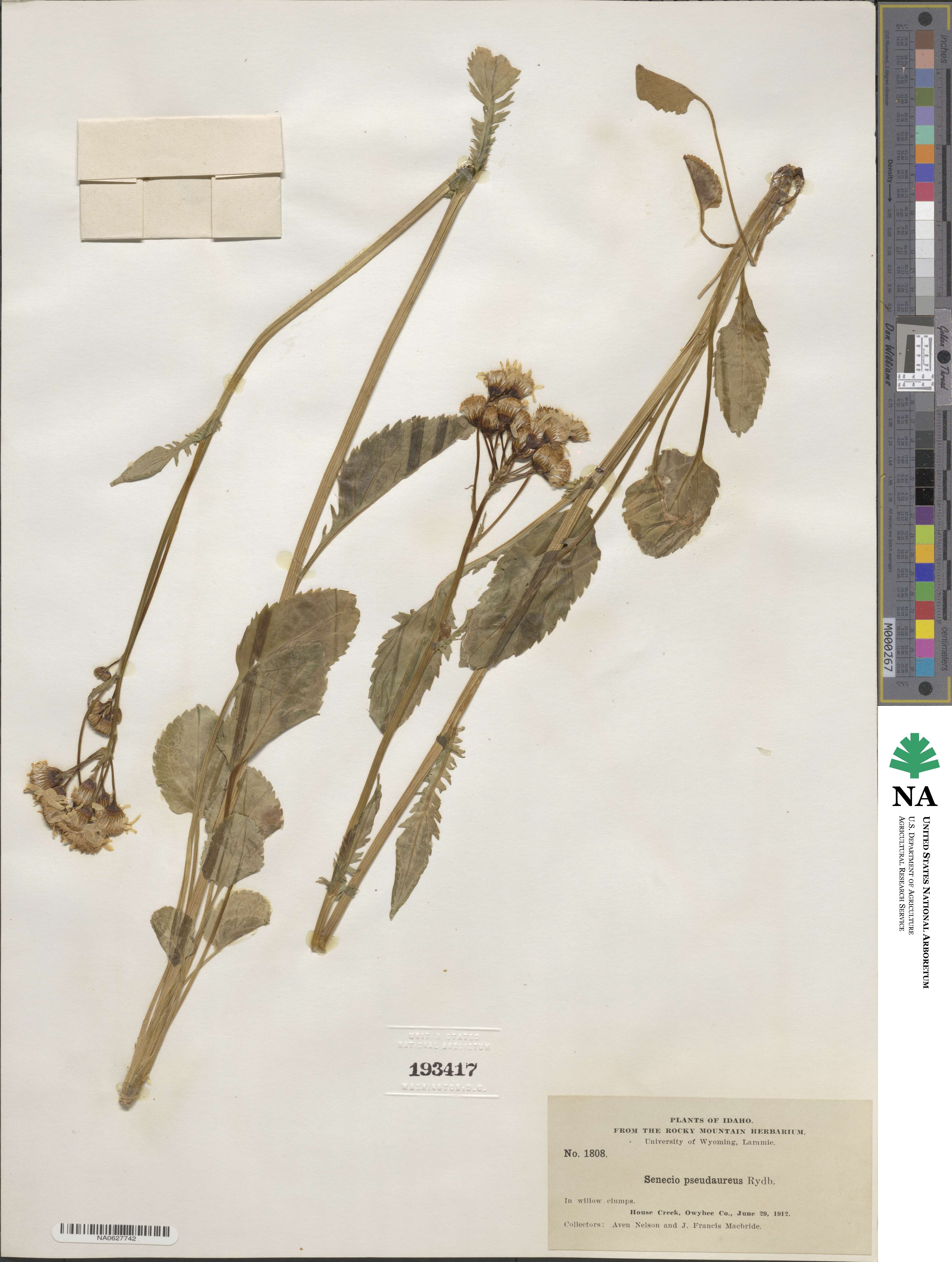 Packera pseudaurea subsp. pseudaurea image