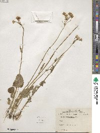 Packera pseudaurea subsp. pseudaurea image