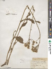 Packera pseudaurea subsp. pseudaurea image