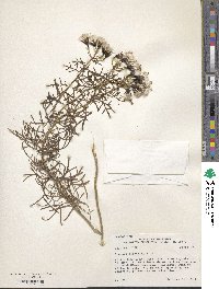 Senecio riddellii image