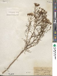 Senecio riddellii image