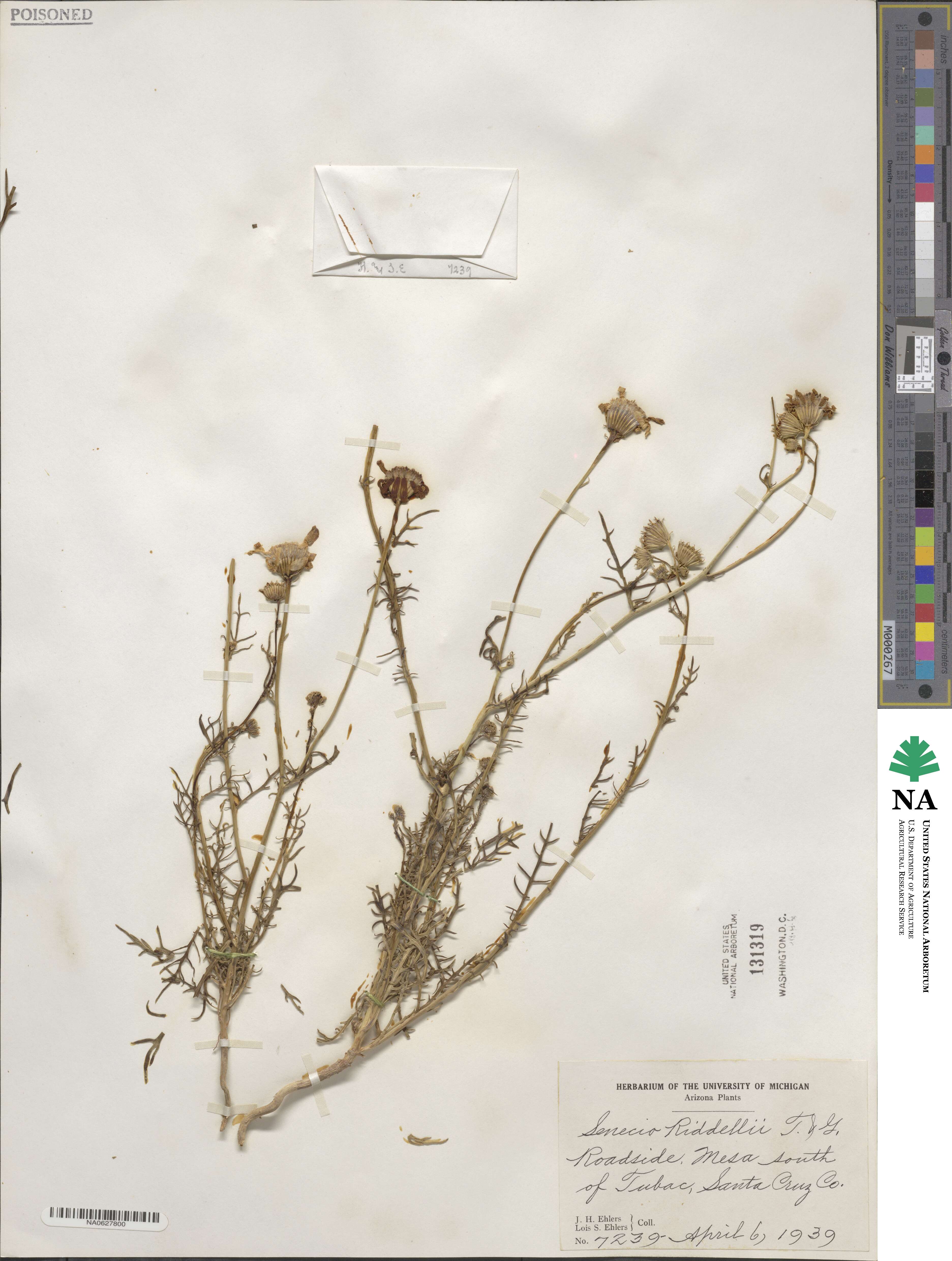 Senecio riddellii image