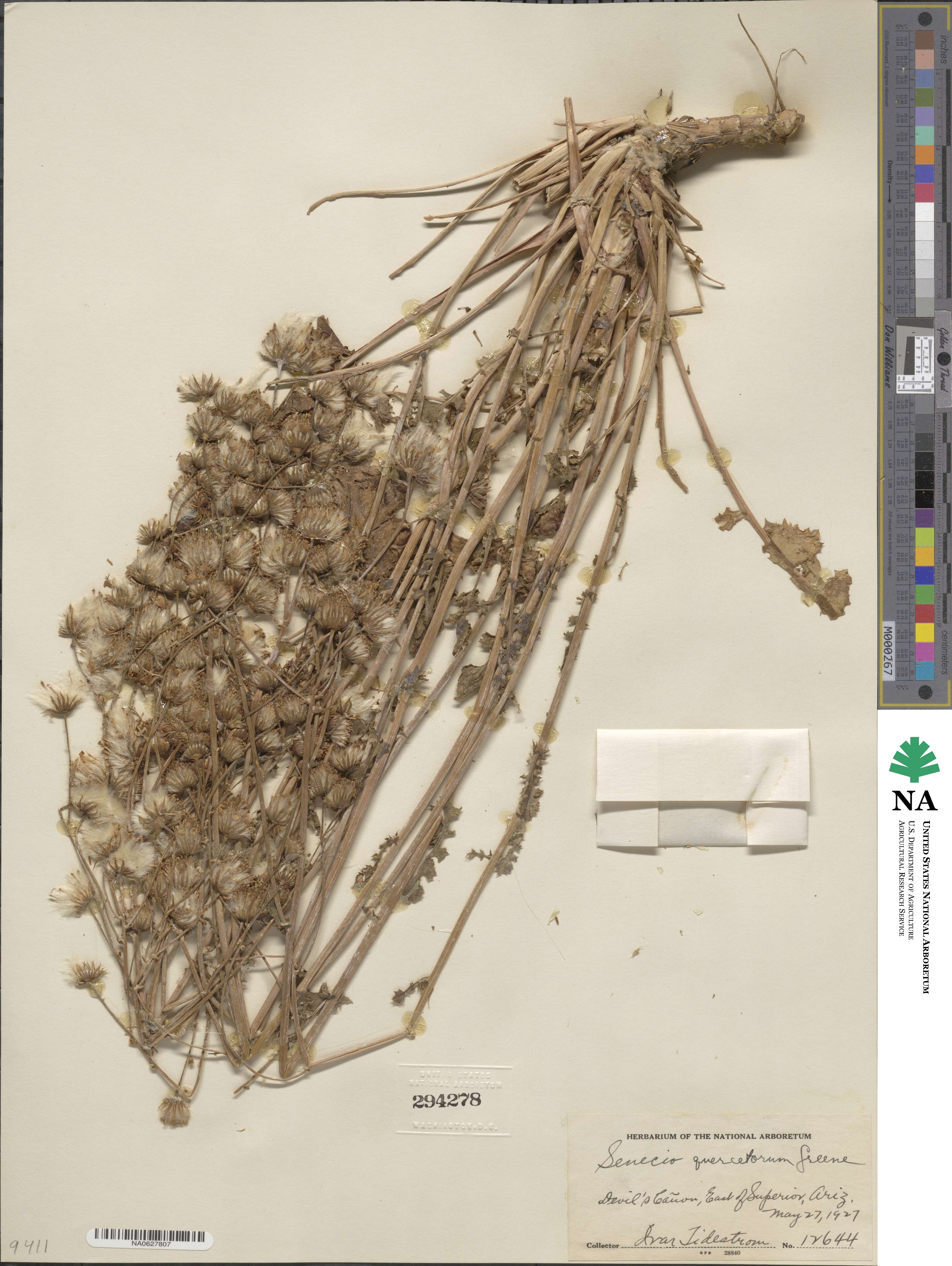 Packera quercetorum image