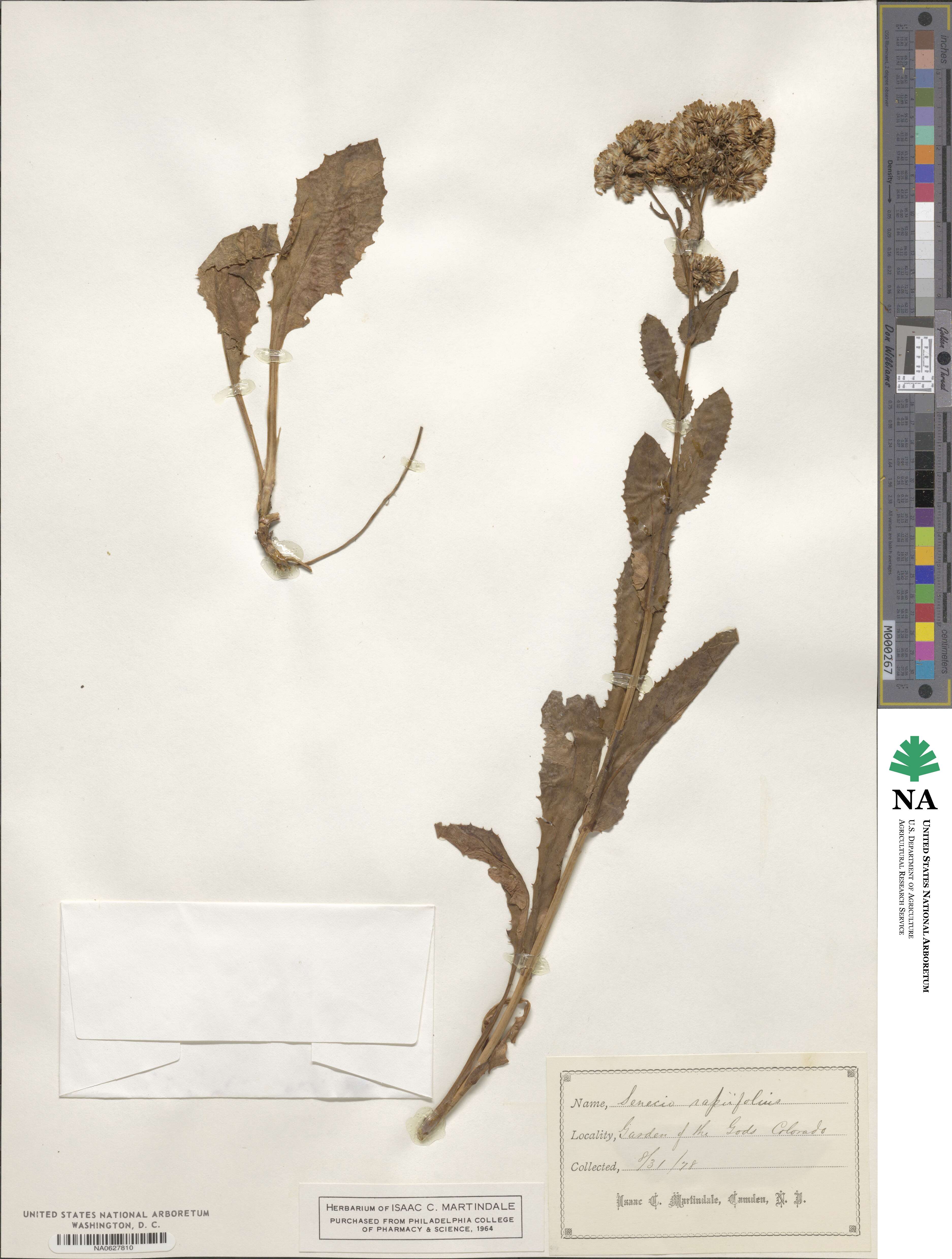 Senecio rapifolius image