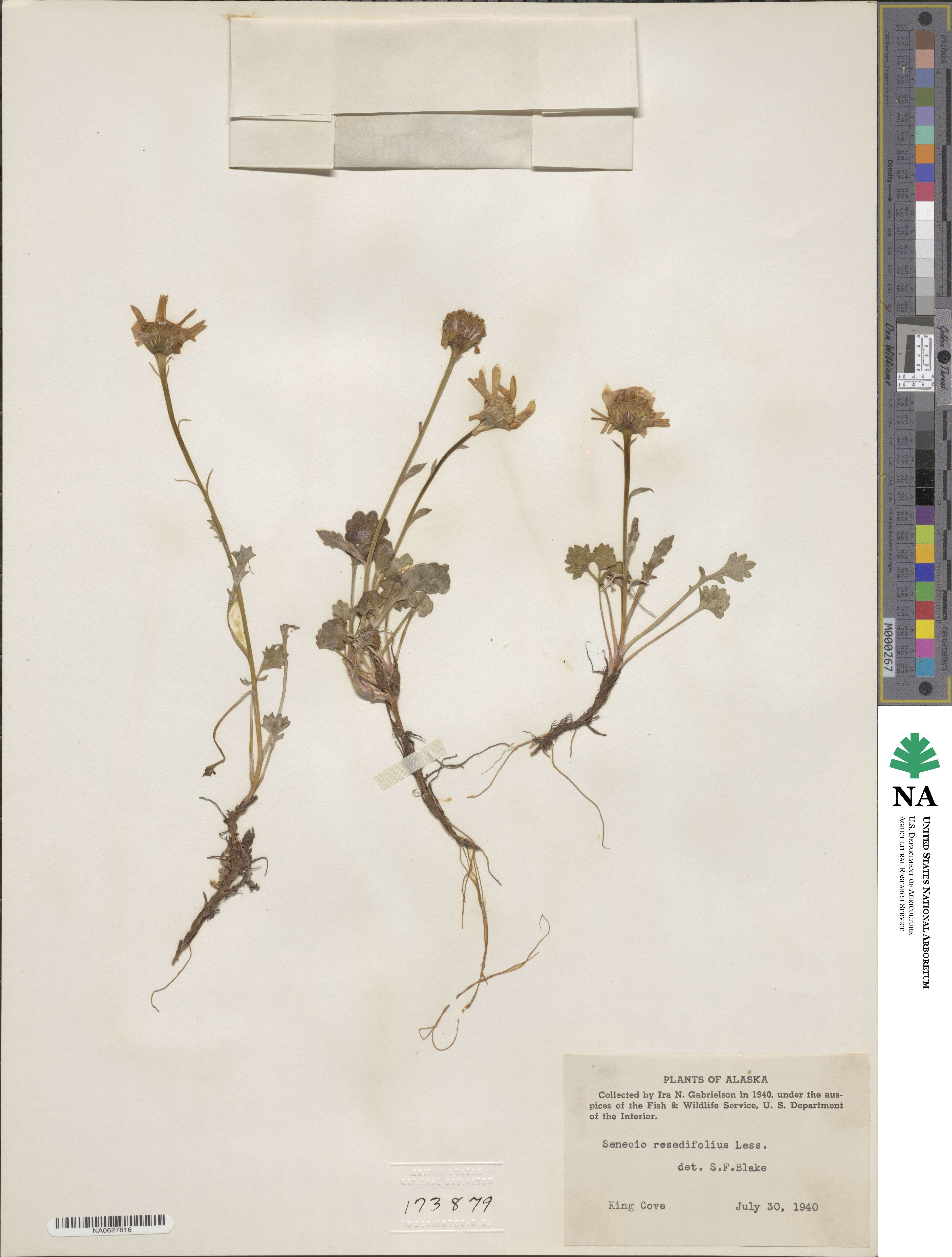 Packera cymbalaria image
