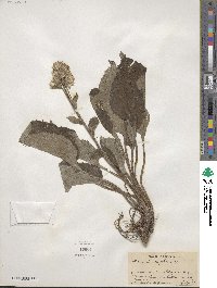 Senecio rugelia image