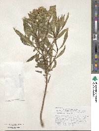 Barkleyanthus salicifolius image