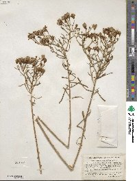 Senecio spartioides image