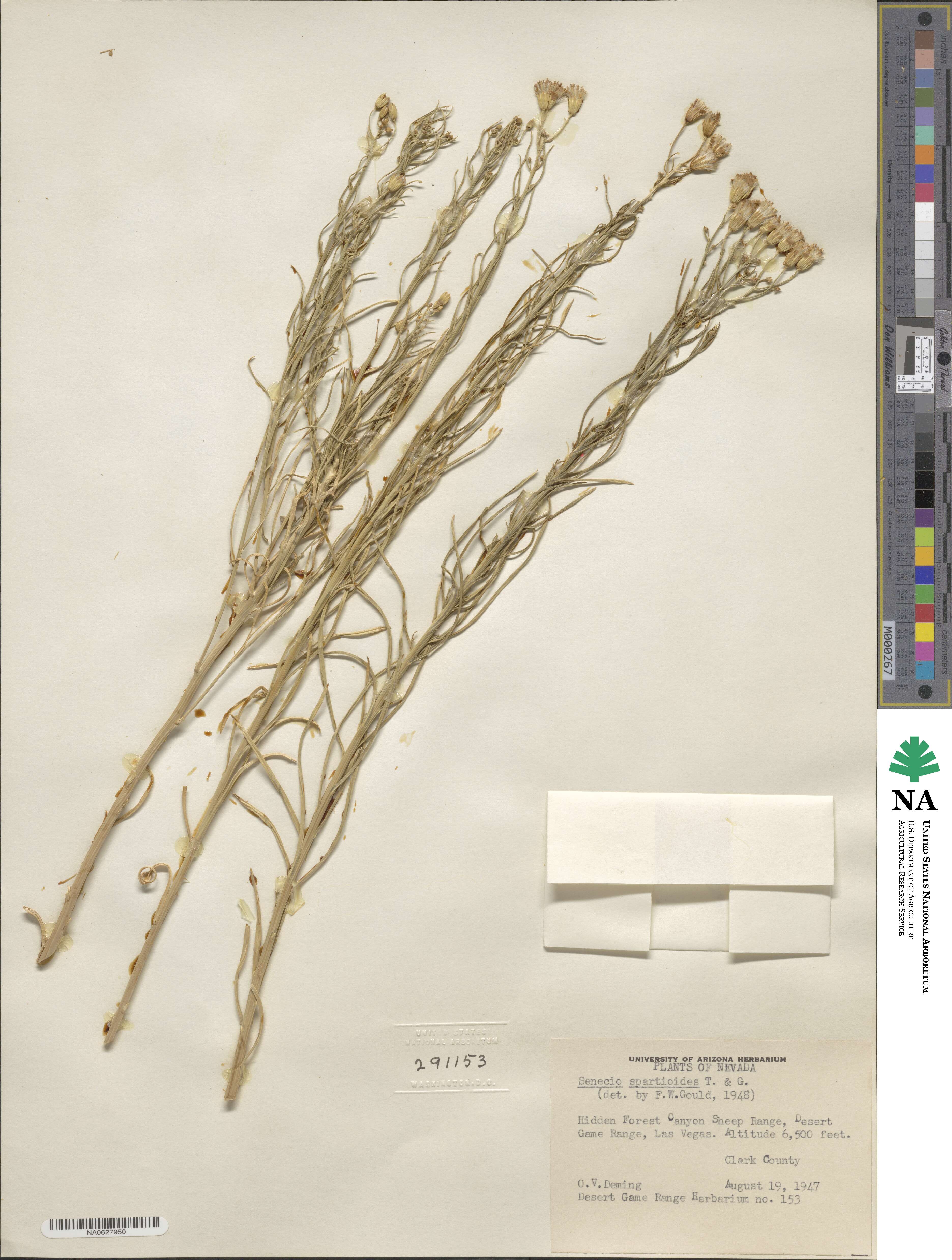 Senecio spartioides image