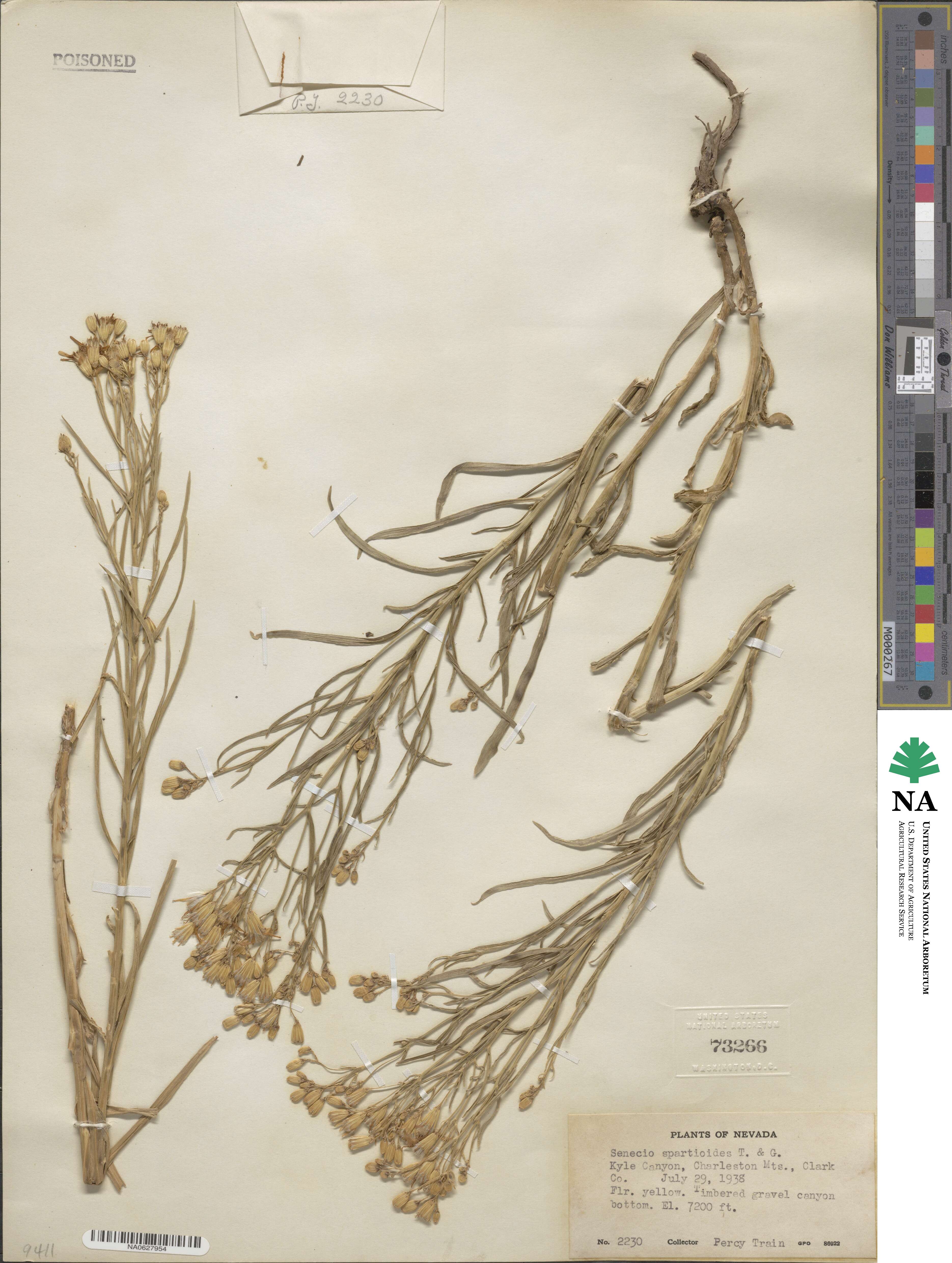 Senecio spartioides image