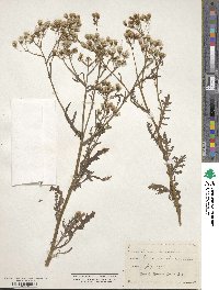 Senecio sylvaticus image