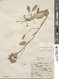 Senecio doronicum subsp. doronicum image