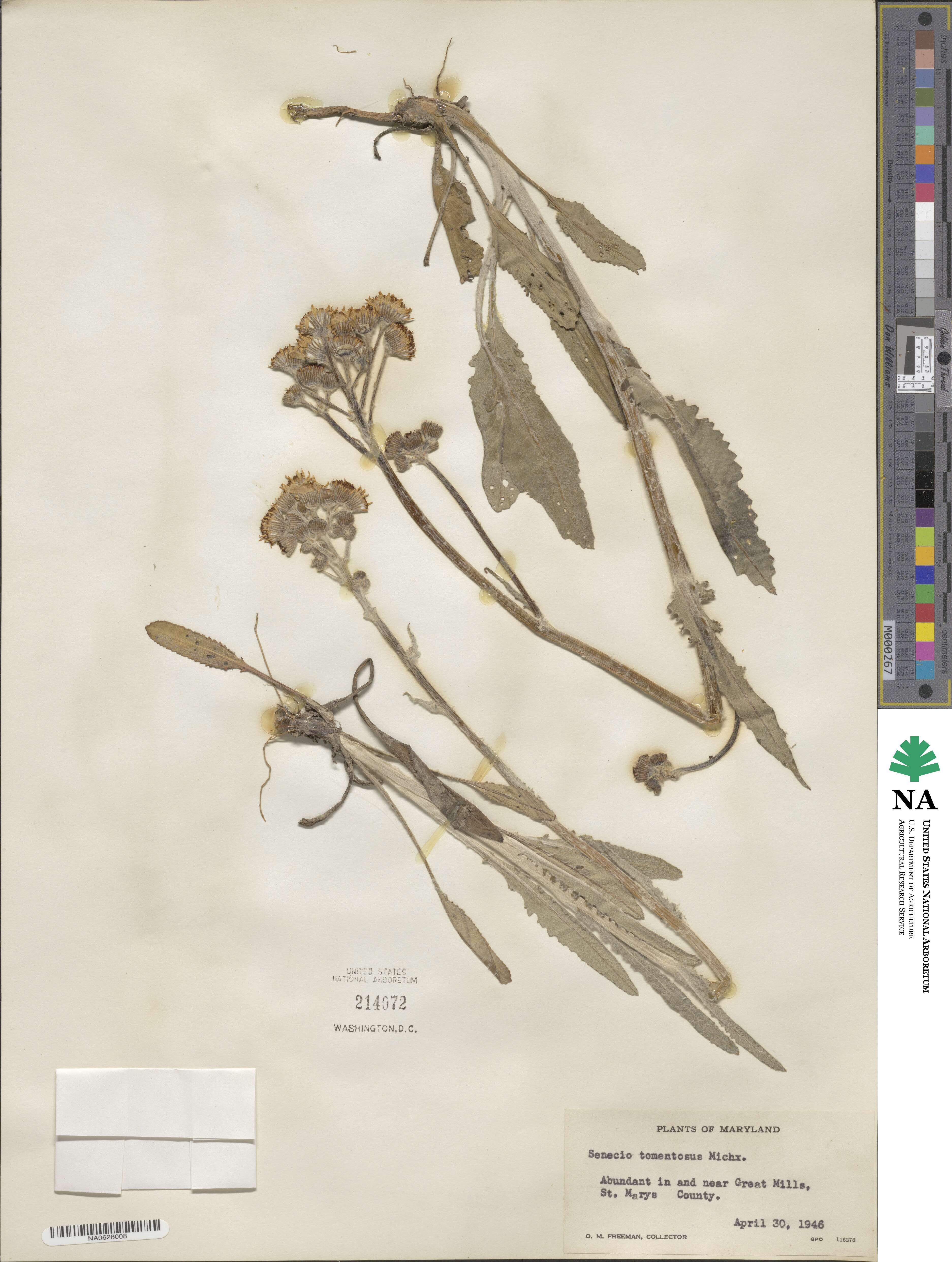Senecio doronicum subsp. doronicum image
