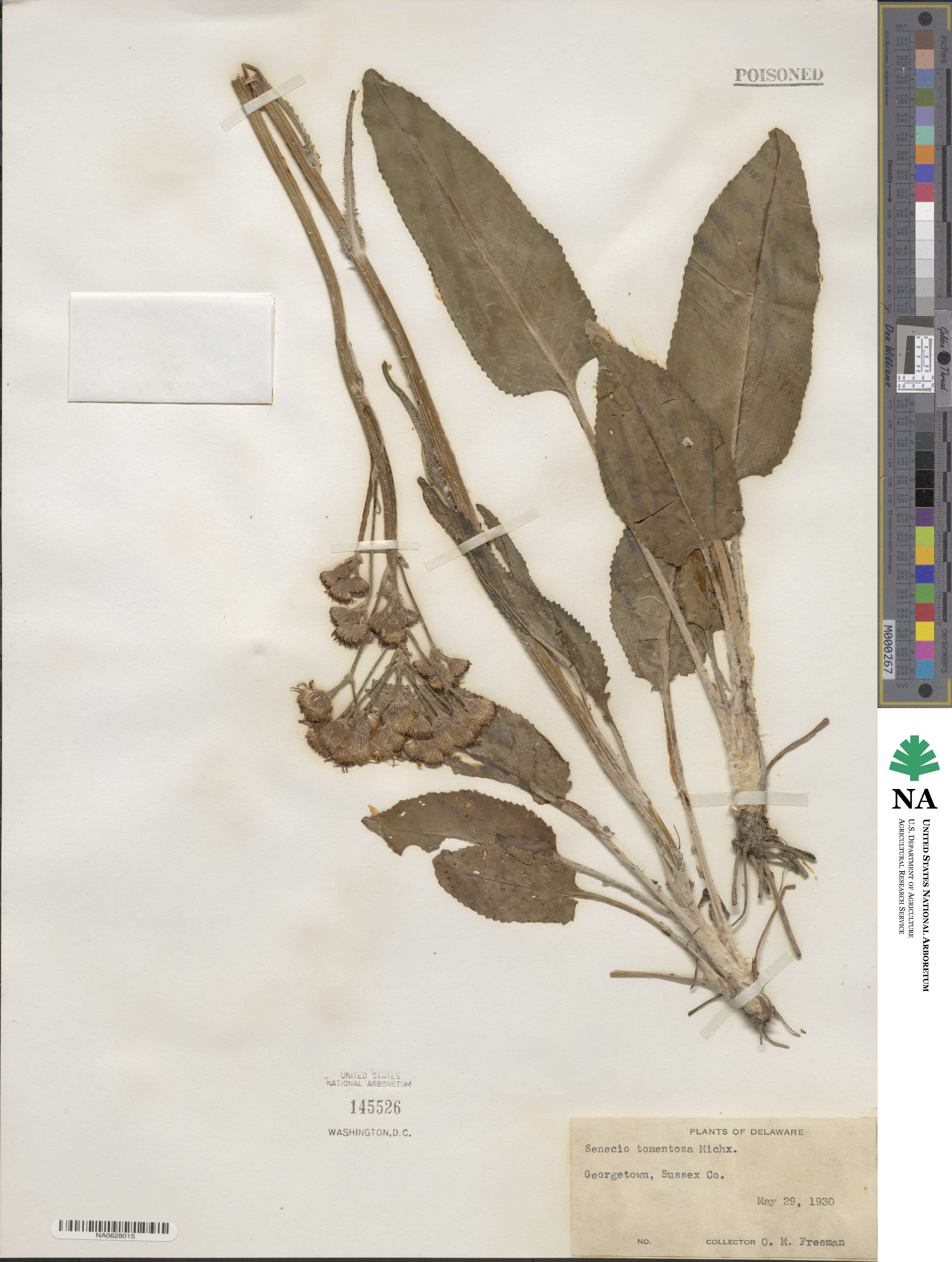 Senecio doronicum image